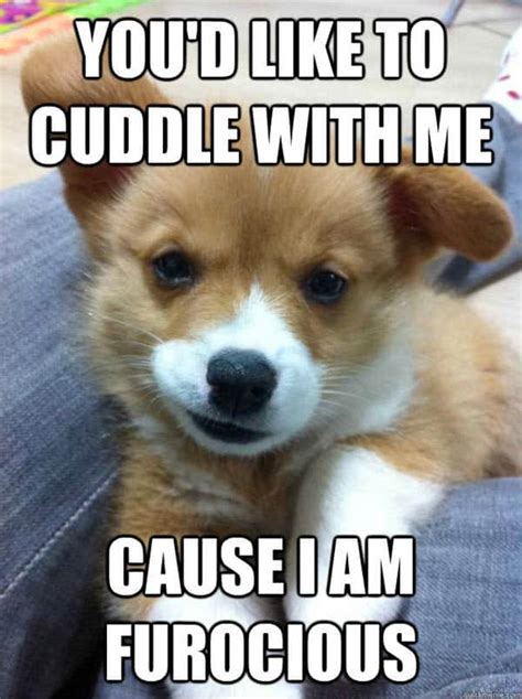 cuddle buddy application meme|cute cuddle memes.